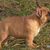 Franse Bulldogkennel van Salubaro