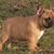 Franse Bulldogkennel van Salubaro