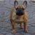 Franse Bulldogkennel van Salubaro