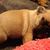 Franse Bulldogkennel van Salubaro