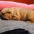 Franse Bulldogkennel van Salubaro