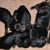 CANIS VIVACES