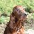 Huub en Wilma Schellings Huub en Wilma Schellings
