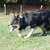 Border Collie Kennel Purple Mountains Border Collie Kennel Purple Mountains