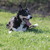 Border Collie Kennel Purple Mountains Border Collie Kennel Purple Mountains