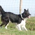 Border Collie Kennel Purple Mountains Border Collie Kennel Purple Mountains