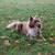 Border Collie Kennel Purple Mountains Border Collie Kennel Purple Mountains
