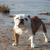 starlinebulls starlinebulls