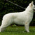 Zwitserse Witte Herder