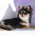 Chihuahua kennel Nuevo Comienzo Chihuahua kennel Nuevo Comienzo