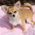 Chihuahua kennel Nuevo Comienzo Chihuahua kennel Nuevo Comienzo