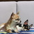 Chihuahua kennel Nuevo Comienzo Chihuahua kennel Nuevo Comienzo