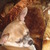 Chihuahua kennel Nuevo Comienzo Chihuahua kennel Nuevo Comienzo