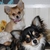 Chihuahua kennel Nuevo Comienzo Chihuahua kennel Nuevo Comienzo