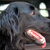 Flat Coated Retriever