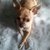 Chihuahuakennel Pretty Brindle's Chihuahuakennel Pretty Brindle's