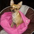 Chihuahuakennel Pretty Brindle's Chihuahuakennel Pretty Brindle's