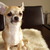 Chihuahuakennel Pretty Brindle's Chihuahuakennel Pretty Brindle's