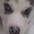 Siberische Husky Siberische Husky