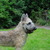 Laekense Herder Laekense Herder