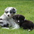 Border Collie Kennel Border Collie Kennel