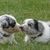 Border Collie Kennel Border Collie Kennel