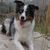 Border Collie Kennel Border Collie Kennel
