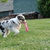 Border Collie Kennel Border Collie Kennel