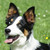 Border Collie Kennel Border Collie Kennel