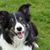 Border Collie Kennel Border Collie Kennel