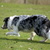 Border Collie Kennel Border Collie Kennel