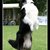Border Collie Kennel Border Collie Kennel