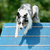 Border Collie Kennel Border Collie Kennel