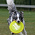 Border Collie Kennel Border Collie Kennel