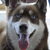 Siberische Husky Siberische Husky