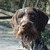 Duitse Staande Hond, Draadhaar