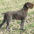 Duitse Staande Hond, Draadhaar