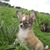 Goedbloeds Bambi Goedbloeds Bambi