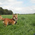Goedbloeds Bambi Goedbloeds Bambi