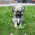 Goedbloeds Bambi Goedbloeds Bambi