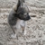 Goedbloeds Bambi Goedbloeds Bambi