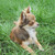 Goedbloeds Bambi Goedbloeds Bambi