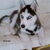 Siberische Husky Siberische Husky