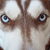 Siberische Husky Siberische Husky