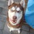Siberische Husky Siberische Husky