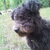 Pumi Pumi