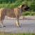 Out of Africa Boerboel Out of Africa Boerboel