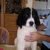 Landseer