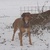 Senna onze Rhodesian Ridgeback Senna onze Rhodesian Ridgeback