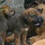 Senna onze Rhodesian Ridgeback Senna onze Rhodesian Ridgeback